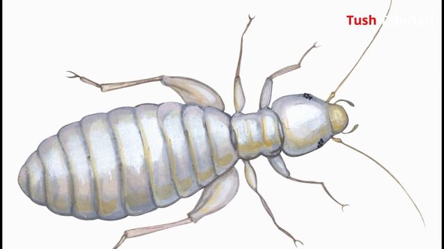 Тушда Бит курса - Tushda Bit ko'rsa смотреть онлайн