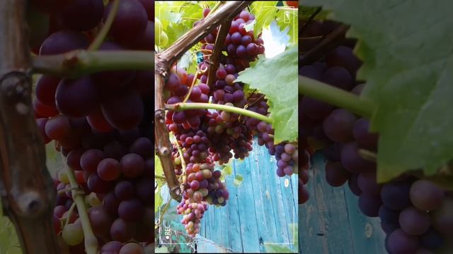 Grapes