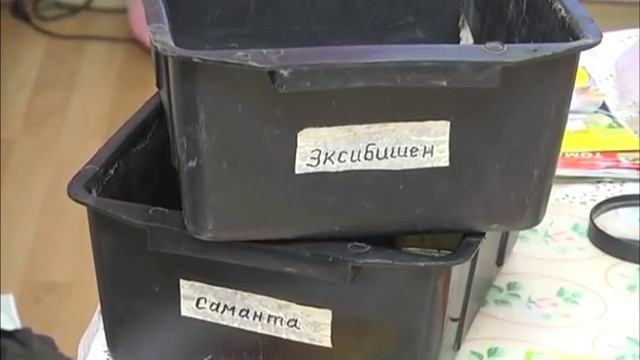 Подготовка к дачному сезону 2019 - посев цветов, выбор семян, подготовка грунта смотреть онлайн