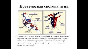 II четверть, Биология, 8 класс, Тема урока: Типы кровеносных систем животных