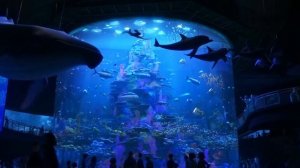 В поисках Дори  2016