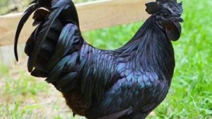 Tushda TOVUQ korsa nima bo'ladi❓🐔