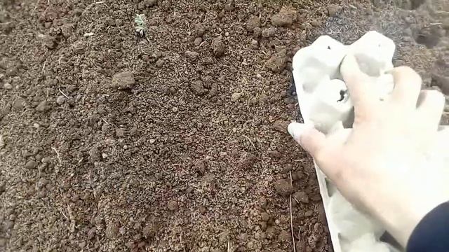 Весь огород под эксперимент Копаю грядки по совету агрономов Посадка моркови и свеклы