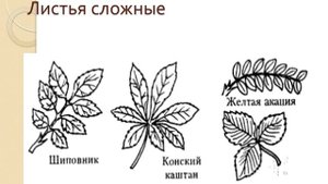 Презентация Тема 1 Вегетативные и генеративные органы растений