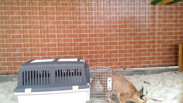 Первое знакомство девочки и мальчика Каракалов (First exposure girl and boy caracals) смотреть онлайн