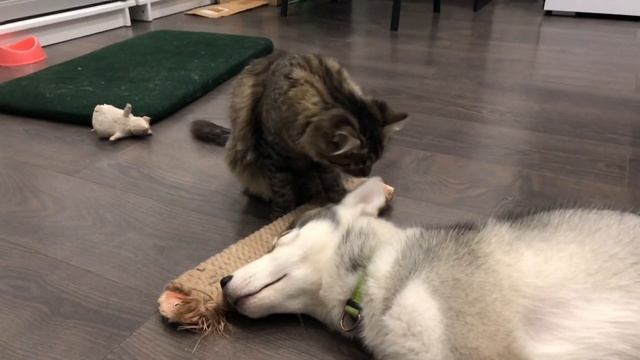 ХАСКИ ДРОЖИТ ВО СНЕ | Хаски Гром И Кошка Овсянка смотреть онлайн