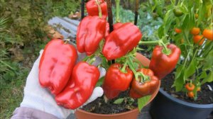 Огород в контейнерах ИТОГИ и Полезные советы / Container gardening / Огород в контейнерах #3