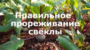 Правильное прореживание свёклы!