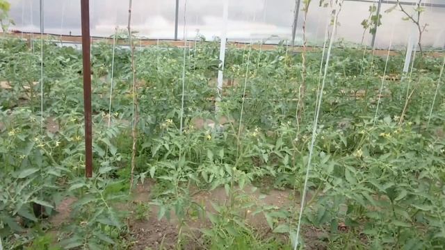 Томат Пинк Саде и СА 911 обзор смотреть онлайн