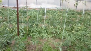 Томат Пинк Саде и СА 911 обзор