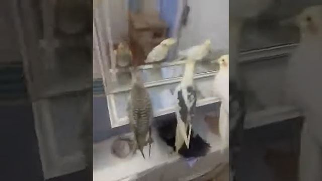 Кореллы птенцы, разных расцветок самцы и самки.89150462814