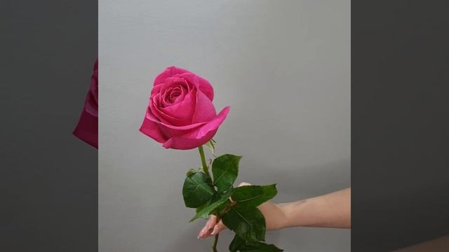 Роза Pink Floyd смотреть онлайн