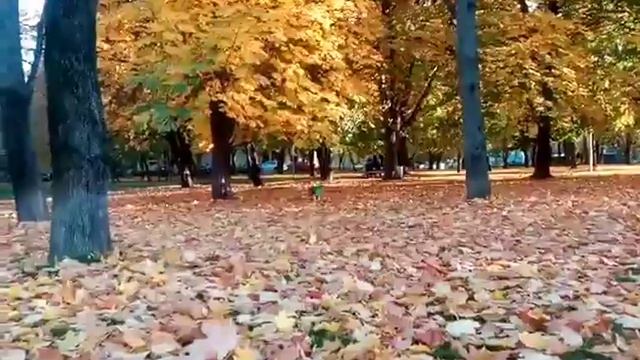 Border Collie Bailey 3 months/Бордер колли Бэйли 3 месяца смотреть онлайн