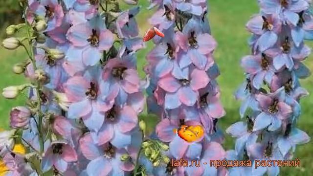 Дельфиниум высокий Моргентау ? обзор: как сажать, саженцы дельфиниума Моргентау смотреть онлайн