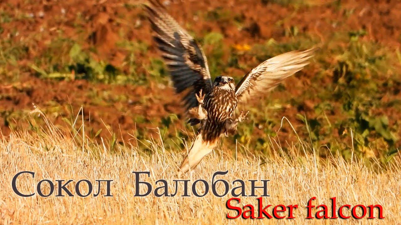 Молодые Балобаны имитируют нападение друг на друга / Saker falcon смотреть онлайн