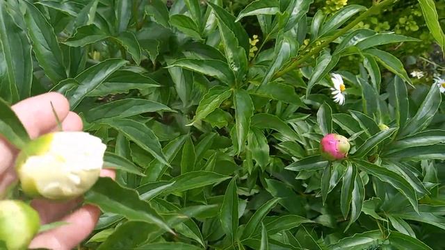 пион розовый! старый сорт но прекрасен и очень ароматный! смотреть онлайн