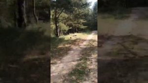 Скутер  Vento Smart 2