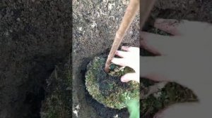 Как высадить гортензию из горшка в грунт правильно! Новинка- Саммер Сноу.