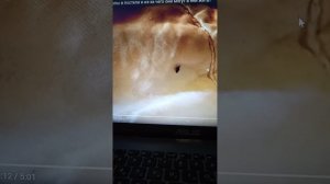 Клопы!!!!! как избавиться дешёвым и эффективным способом,а главное безопасным!