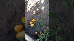Сорт помидора засолочный Челнок #помидоры #консервация#сад #дача #огород #томаты
