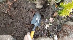 Чабрец в моём саду.Деление, пересадка,уход.Чай из чабреца.
