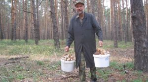 Как собирать белые грибы.Сбор белых грибов в лесу.Поход в лес за грибами.