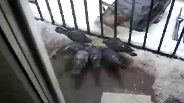 Видит око да зуб неймёт или Настоящий голубь мира смотреть онлайн