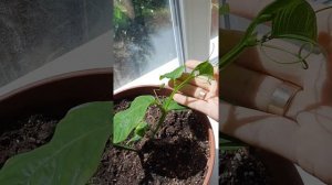 пассифлора Алата и Дека ростут на окне