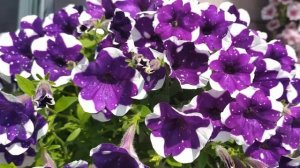 Великолепная петуния Ледяное небо (Glacier Sky). Шедевр из "звёздной "серии !!!