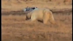 Белый медведь в посёлке нефтяников. Остров Колгуев