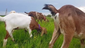 КОЗЫ КОРОВА ОБРАБОТКА ВЫМЕНИ НЕДОУЗДОК PATERI GOATS