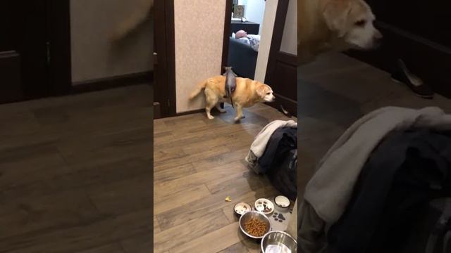 Дружбан катается