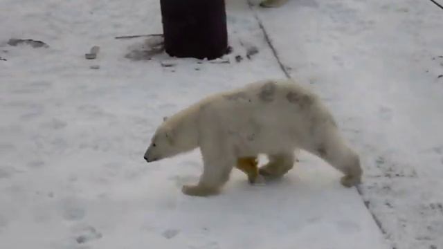 Белые медведи Новосибирские острова о.Котельный