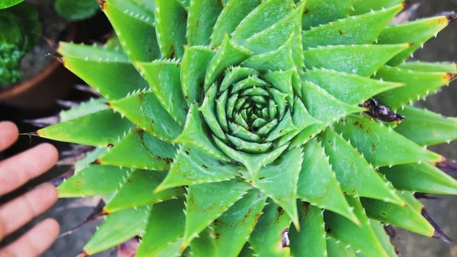 Cold Hardy Flowering Aloes - Rare, Giant & Colourful Succulents for UK Gardens! смотреть онлайн