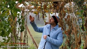 Мои помидоры устойчивые к фитофторе