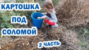 Картошка под соломой 2 ч. Урожай из обрезков. Легко убирать даже с ребёнком.