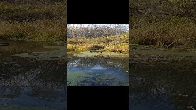 Таёжная Сибирская речка