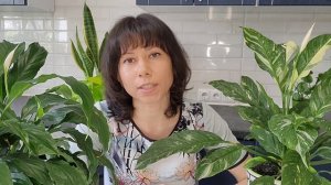 Спатифиллум (женское счастье). Правильный уход, полив, освещение, цветение, влажность воздуха.