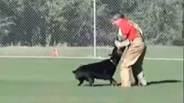 Doberman Courage Test смотреть онлайн