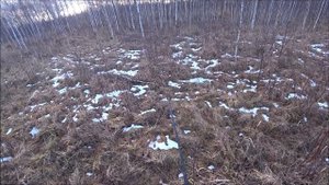 Охота на Зайца с Эстонскими гончими # 10 Чернотроп.Такого вы ещё не видели.)))пропало чутьё у собак