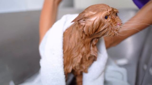 This cat loves grooming.??✂️❤️ смотреть онлайн