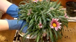 Размножаем Гацанию делением (эксперимент)