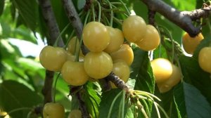 Желтоплодные сорта черешен. Дачница, Наполеон белая, Дрогана желтая.