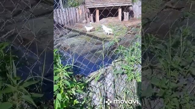 Настоящий #Бемби в #Пермском крае смотреть онлайн