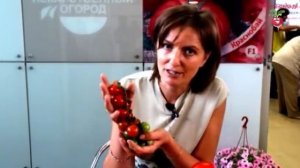 Семена томата сортов «ПЕРВОКЛАШКА» и «ВАЛЕНТИНКА» #urozhainye_gryadki