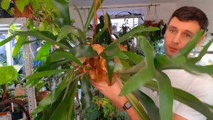 ПАПОРОТНИКИ / ОБЗОР КОЛЛЕКЦИИ / НЕФРОЛЕПИС / АСПЛЕНИУМ /ДРИНАРИЯ / АДИАНТУМ / ФЛОРИБУНДУМ