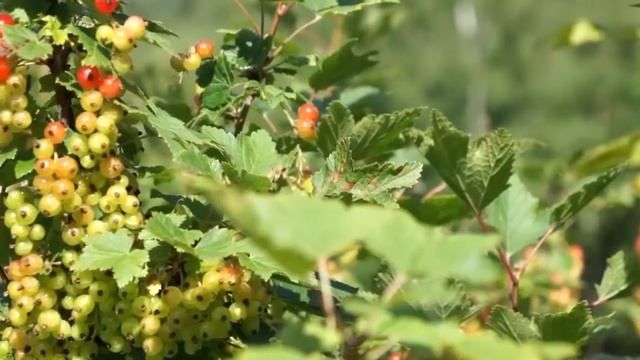 Видео фон "Смородина" смотреть онлайн