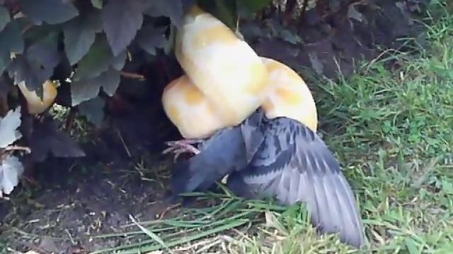 Тигровый питон охотится. смотреть онлайн