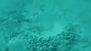 Странные морского существа обнаружены на дне океана1