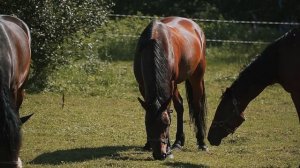 эко-отель на Селигере "Новый Ковчег"